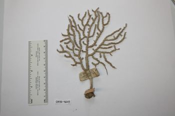 Media type: image;   Invertebrate Zoology CNID-4649 Description: Live specimen.;